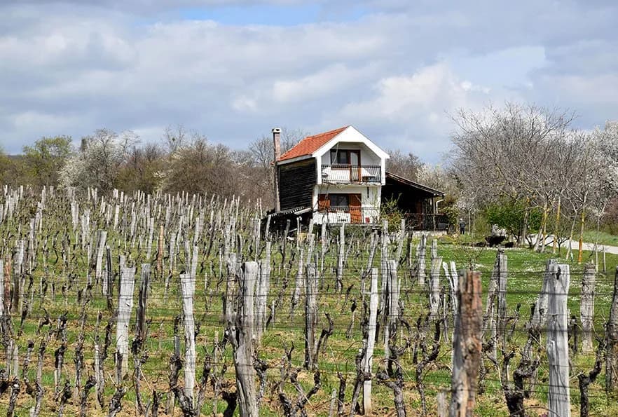POŽEŽANIN ANTE MILIČEVIĆ VINOGRADARI NA OBRONCIMA KRNDIJE U MITROVCU: Ekologija način razmišljanja i življenja /FOTO/