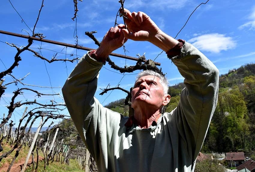Ivan Jurković Repar poklanja vinograd ali zainteresiranih nema