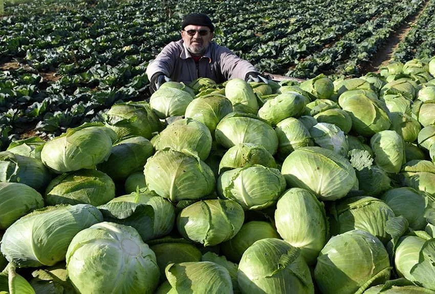 Kupus Alilovčanina Zdravka Ciganovića tražen na tržištu /FOTO/