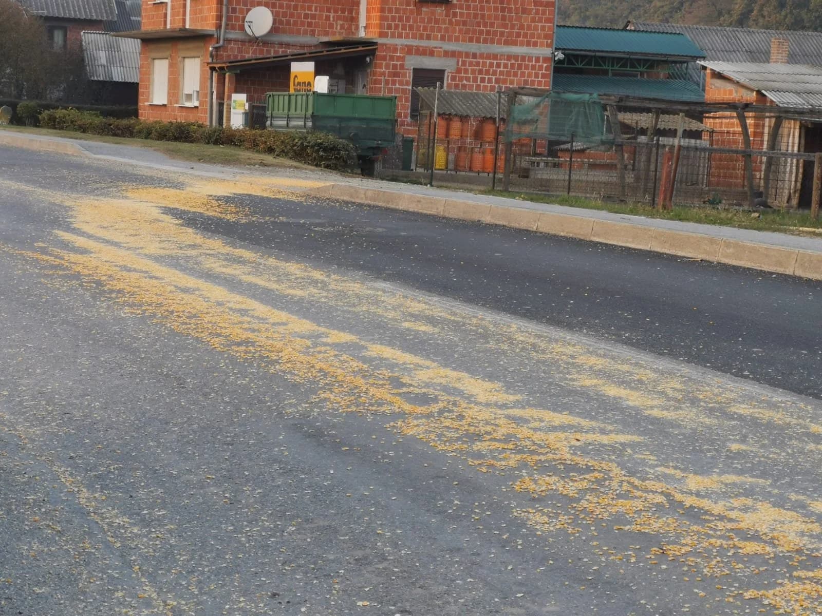 Vozači oprez: Kolnik kroz Trenkovo prekriven kukuruzom