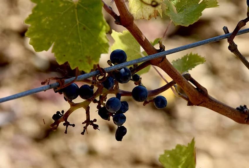 Vinogradari gube u nadmudrivanju sa divljim životinjama [FOTO]