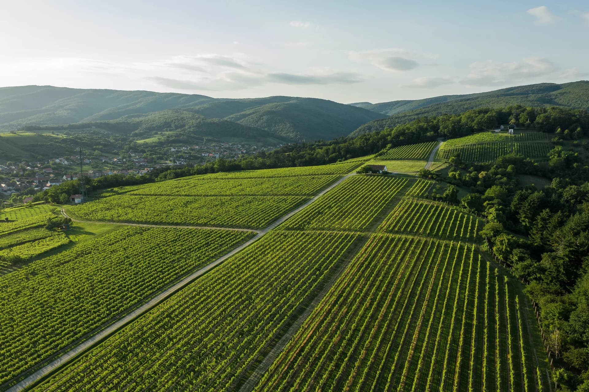 Vinarija KUTJEVO predstavlja limitiranu seriju mladog vina – Mlada graševina 2021.
