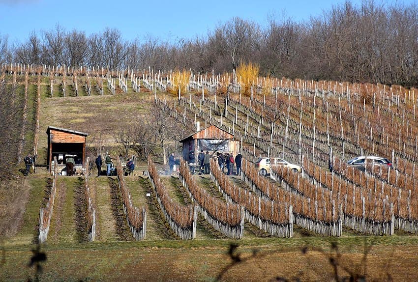 Vinogradarska tradicija kod obitelji Majstorović u znaku mjera zaštite /FOTOGALERIJA/