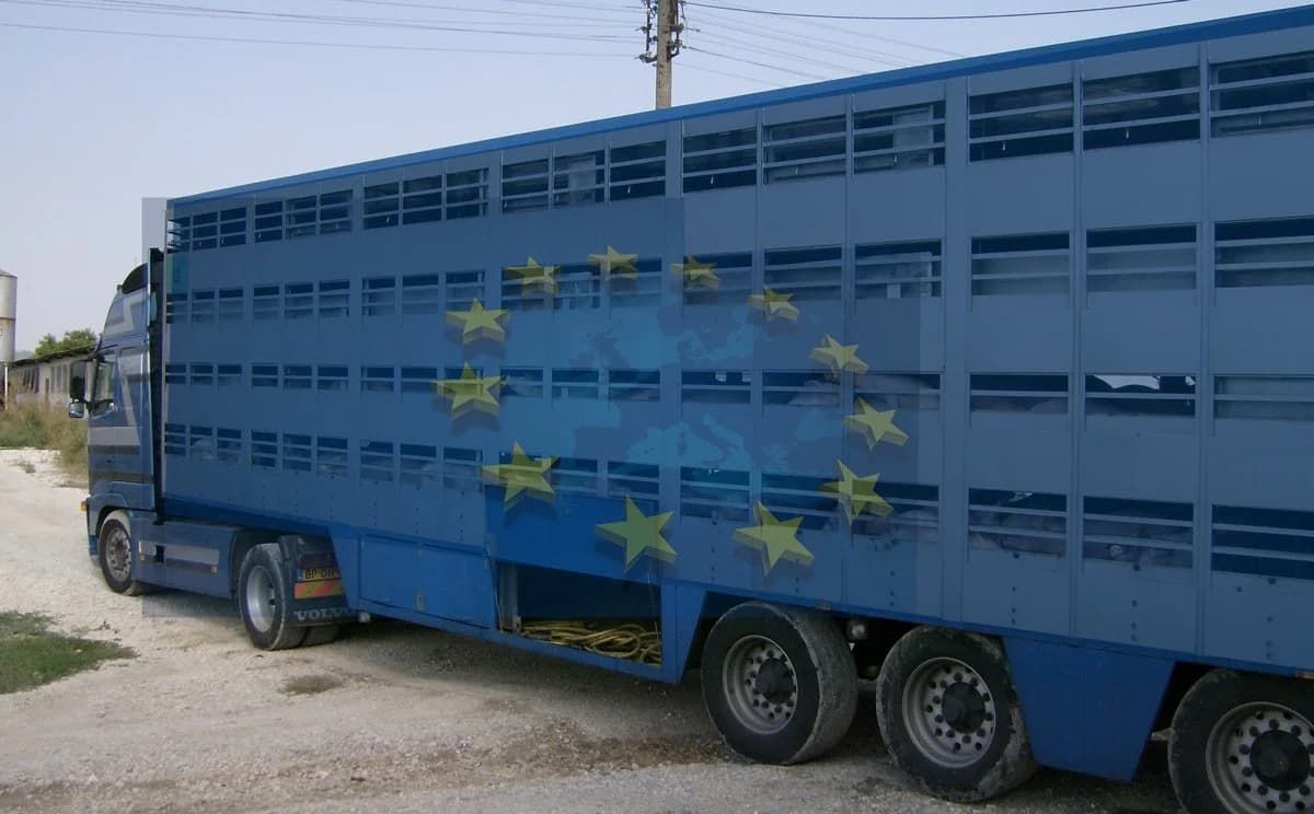 Zastupnici Europskog parlamenta izglasali preporuku o poboljšanju dobrobiti životinja tijekom prijevoza