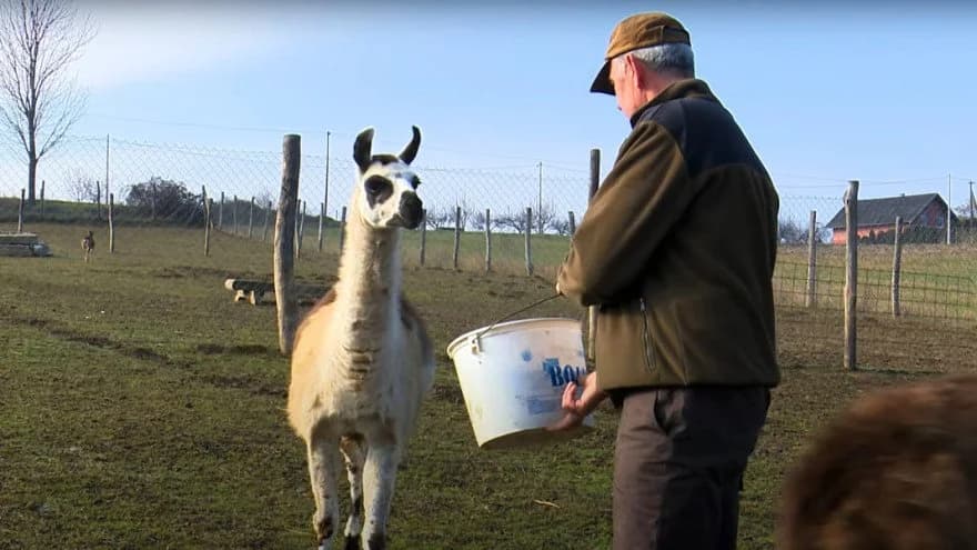Jedinstven uzgoj u požeškom kraju: Ljama - domaća životinja od koje se vuna sve više traži //VIDEO/