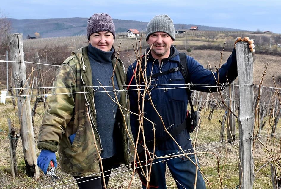 REZIDBA VINOGRADA U PUNOM JEKU:  Koristi se svaki pogodan dan /FOTO/