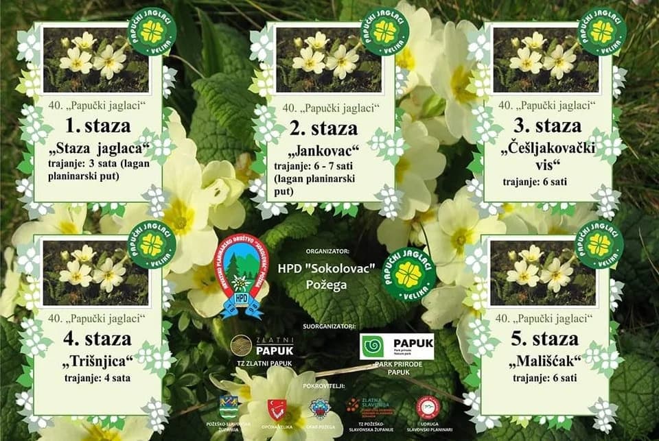 Papučki jaglaci po 40. puta – okupit će više tisuća planinara iz naše i okolnih zemalja