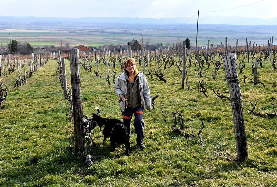 Završena rezidba u vinogradu Vladimira Hajeka u Dragi: Očekuju se vrhunske vinske kapljice s osunčanih južnih položaja Papuka