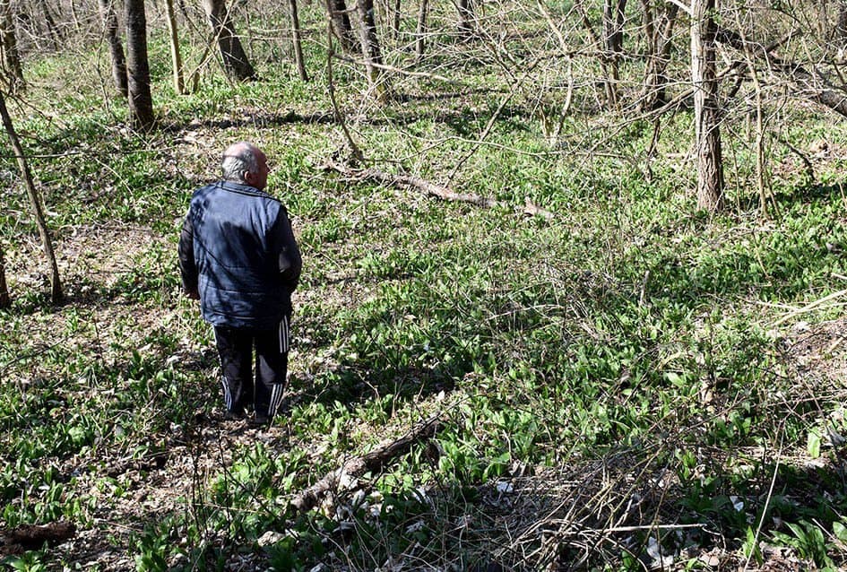 U šumi se pojavili izbojci srimuša FOTO