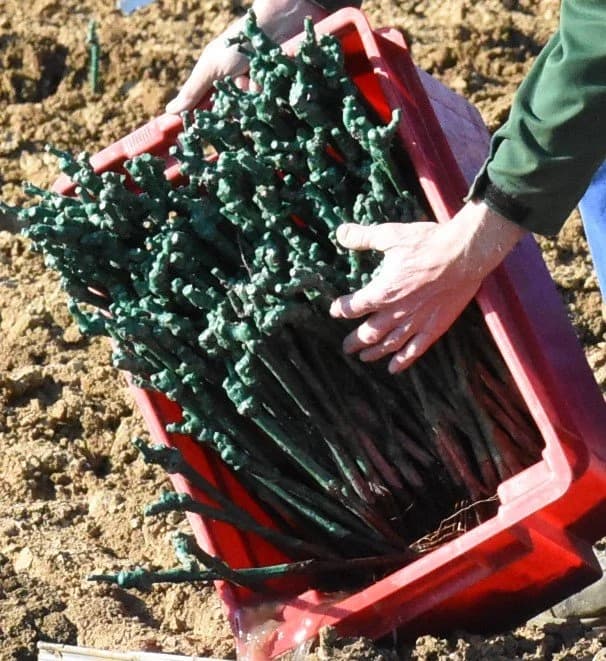 Tko će zasaditi vinograd sa 700 ukradenih loznih cjepova?