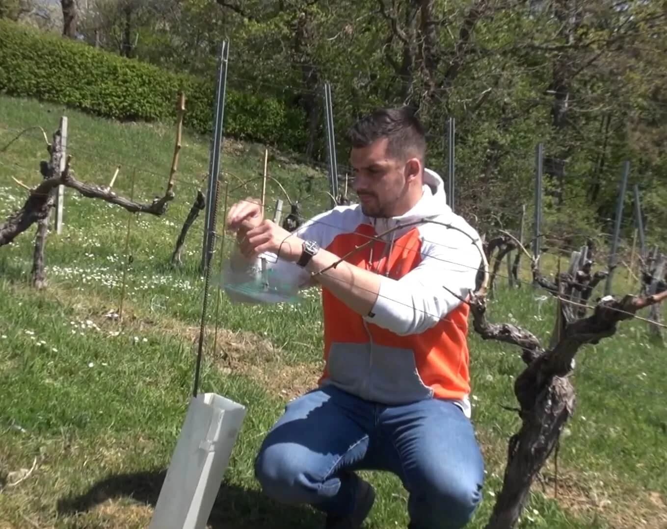 /VIDEO/ Pojava grinja i moljaca u vinogradima: "Štetnici su to koji imaju dvije do tri generacije godišnje"