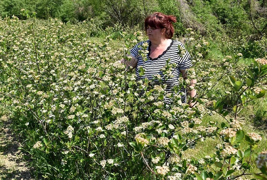 Plantaža OPG-a Antonije Zelenike u Velikoj obećava dobre urode eko domaćih proizvoda /FOTO/