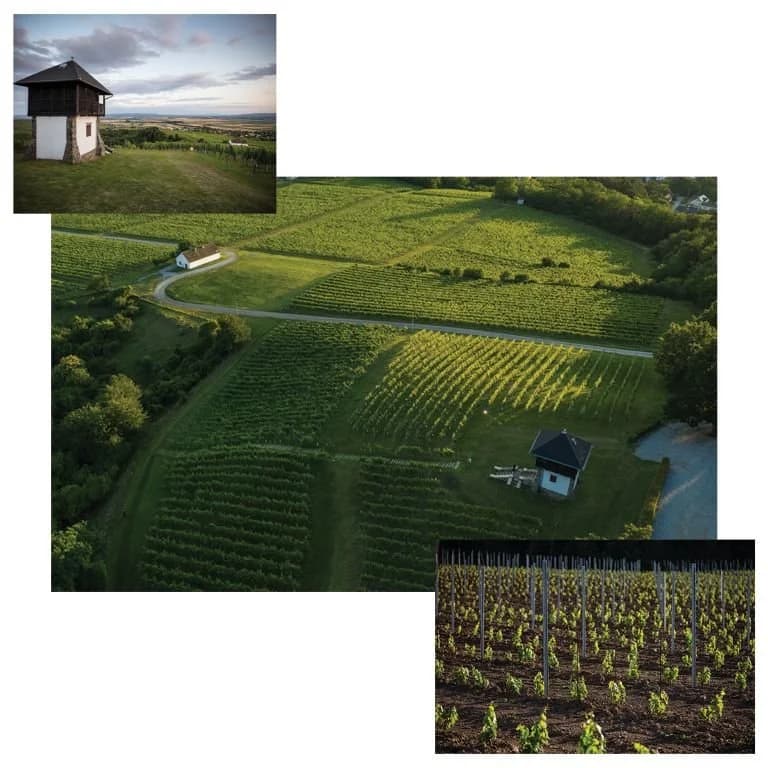 Vinarija Kutjevo niže svjetske uspjehe!