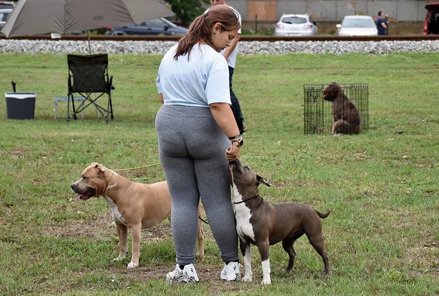 Među 243 psa nagrade dobio vlasnik Dragan Markuš iz Kule, a nagrade primilo više uzgajivača iz požeškog kraja /FOTOGALERIJA/