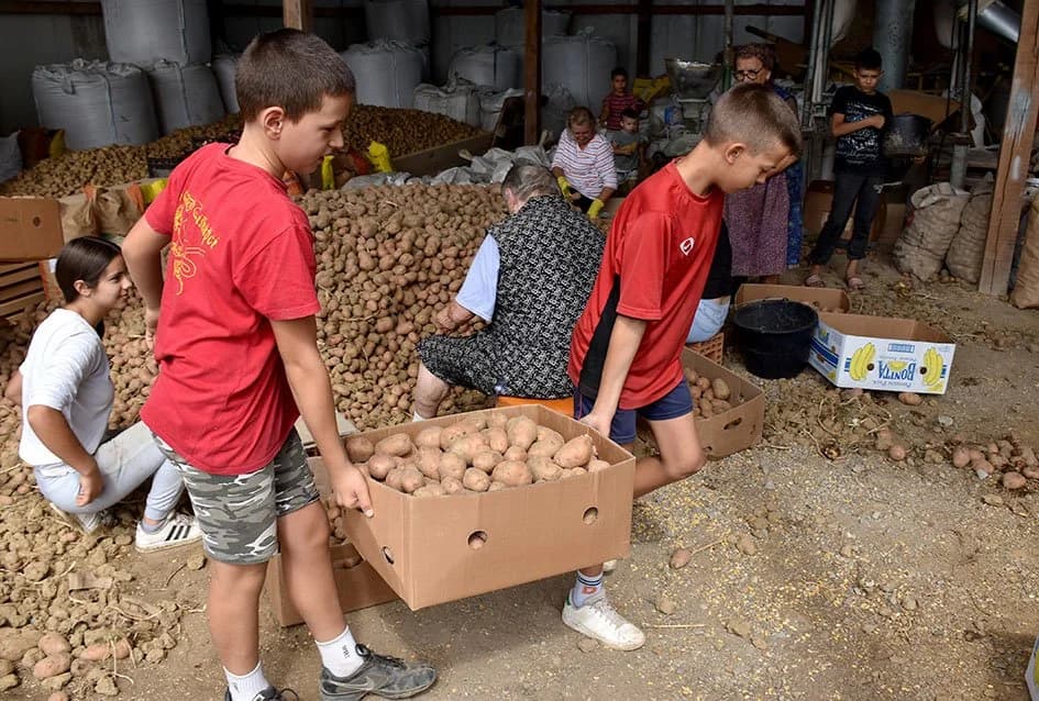 Krumpir iz Slavonije putuje na dalmatinsko tržiše /FOTO/