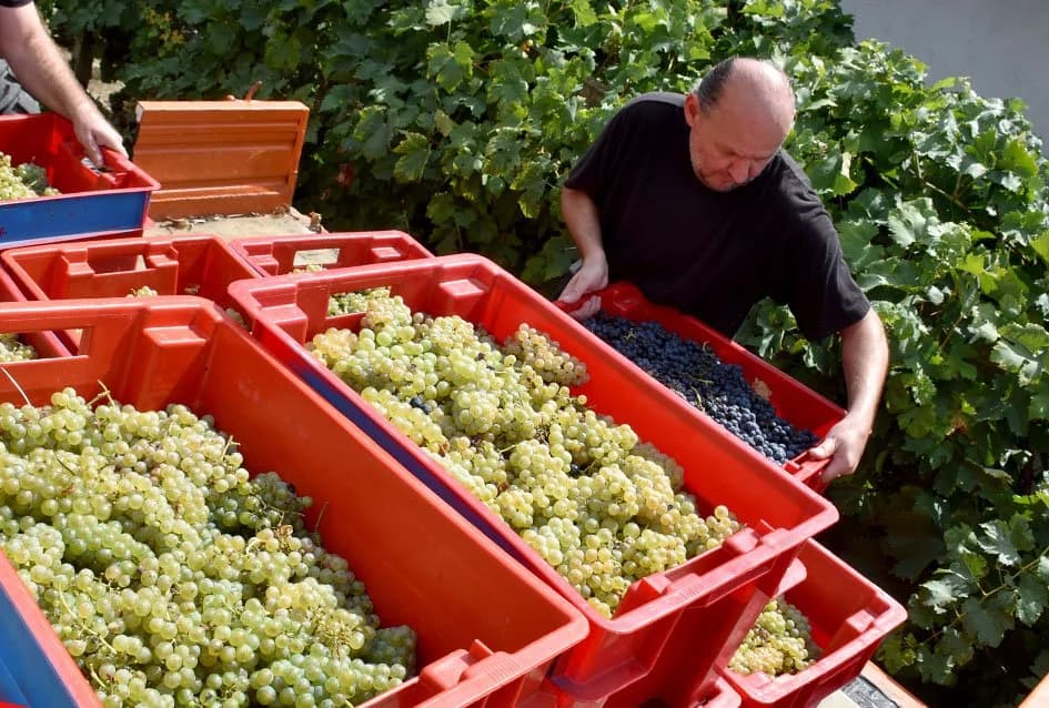 POČELE BERBE GROŽĐA NA VELIKOM KAMENU IZNAD POŽEGE: Urod obećava odlična vina /FOTO/