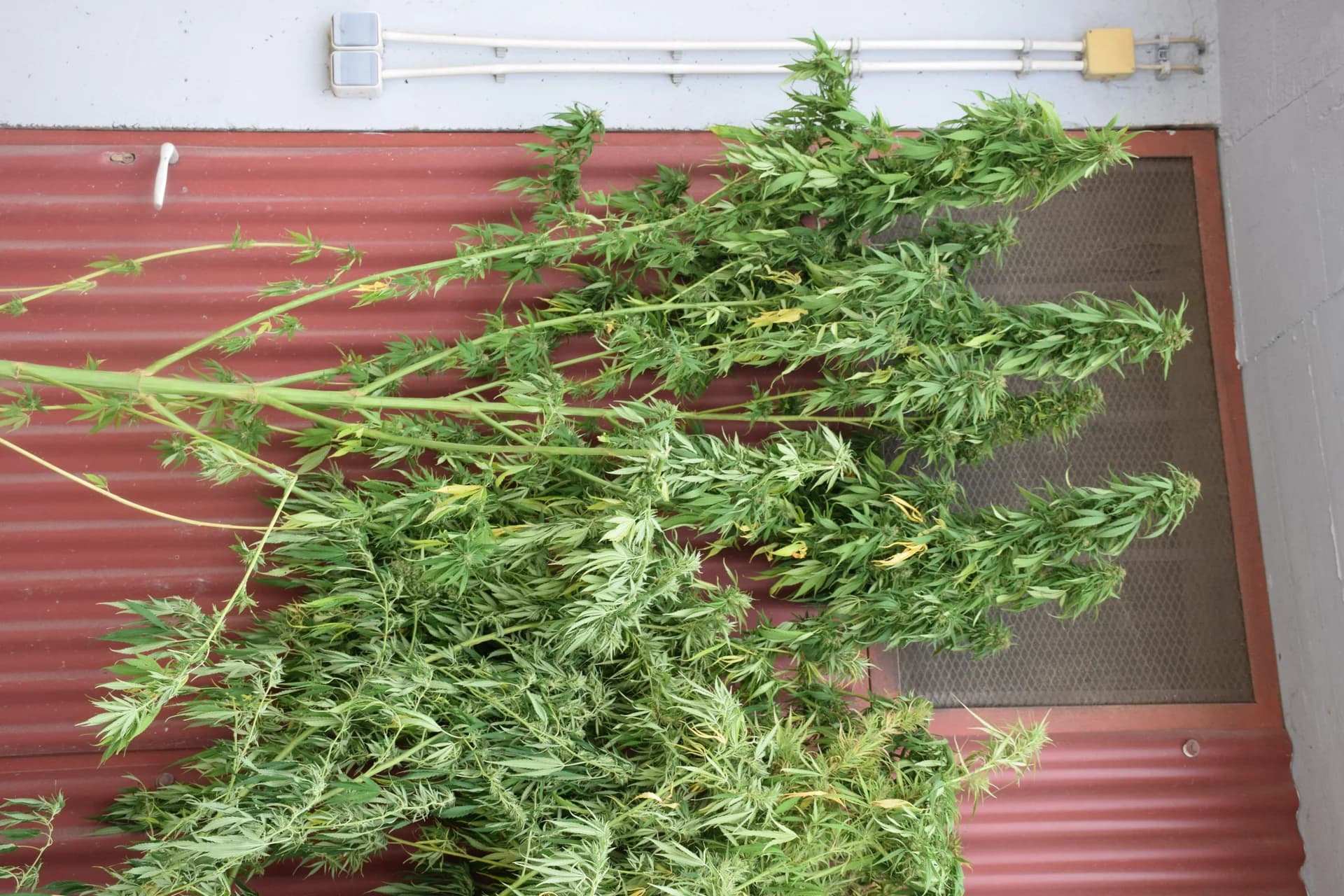 Na području općine Brestovac kod 60-godišnjaka pronađena marihuana