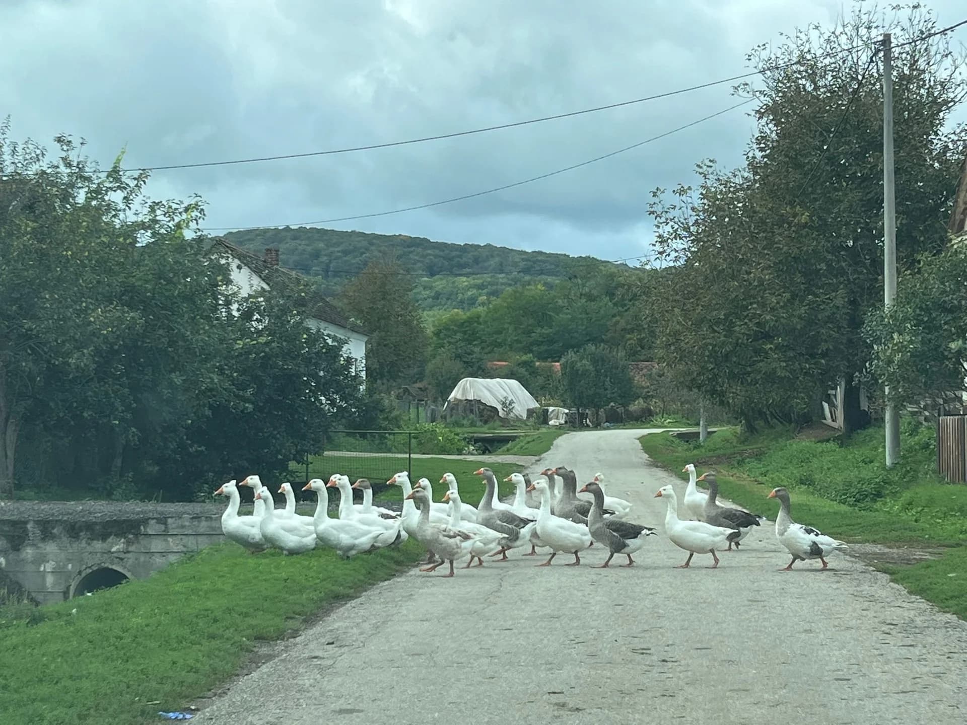 Bezbrižno hodaju i promet zaustavljaju: Prizori kakvih se sjećaju one malo starije generacije /FOTO/