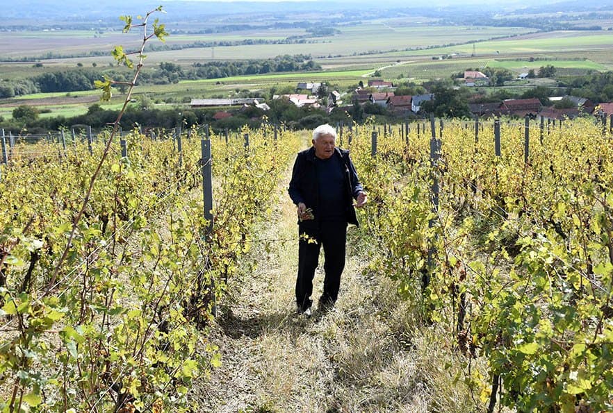 LED POHARAO VINOGRADE IVE ENJINGIJA NA VENJU: Šteta se procjenjuje na oko 80 posto