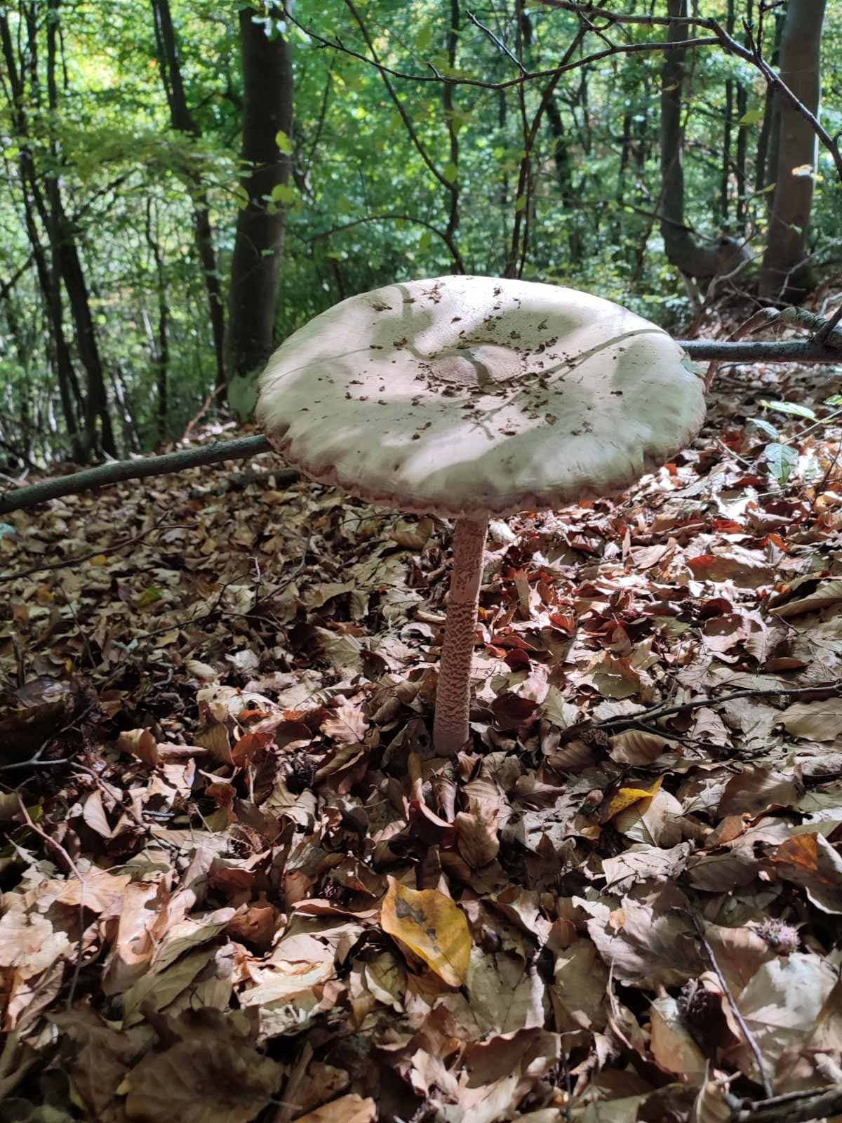 Potraga za gljivama po Požeškoj gori /FOTO/