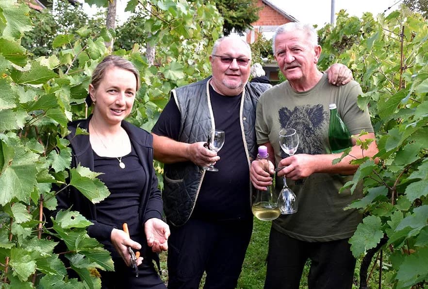 Vinograd Mirka Zoretića na Salašu i ove godine dobro urodio, a grožđe je kvalitetno /FOTO/