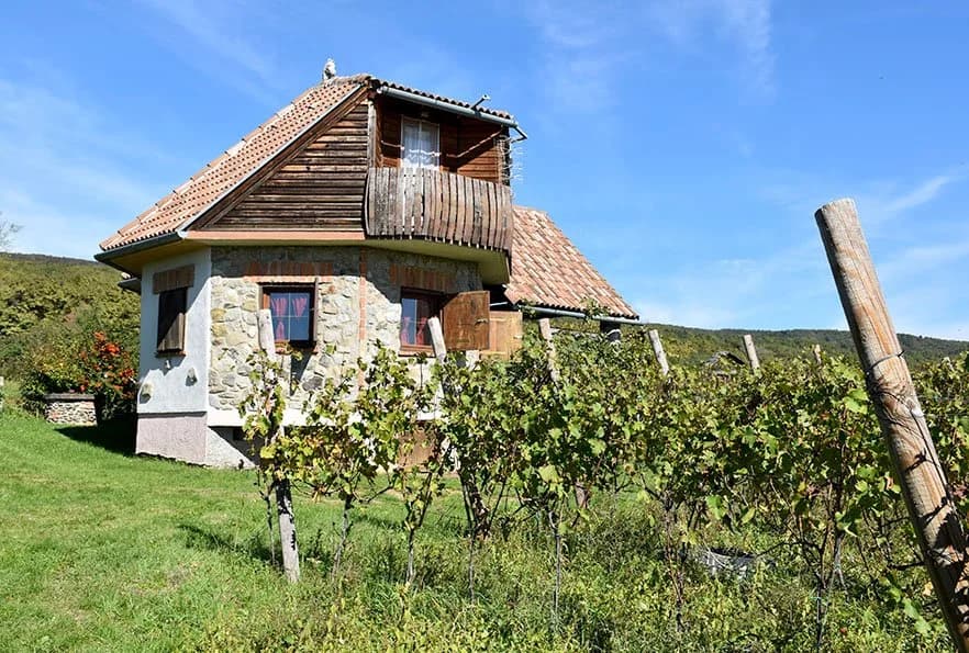 OBITELJI SONTAKI IZ KUTJEVA ZAVRŠILA BERBU VINOGRADA: Sudjelovali volonteri iz Eko-sela Latinovac