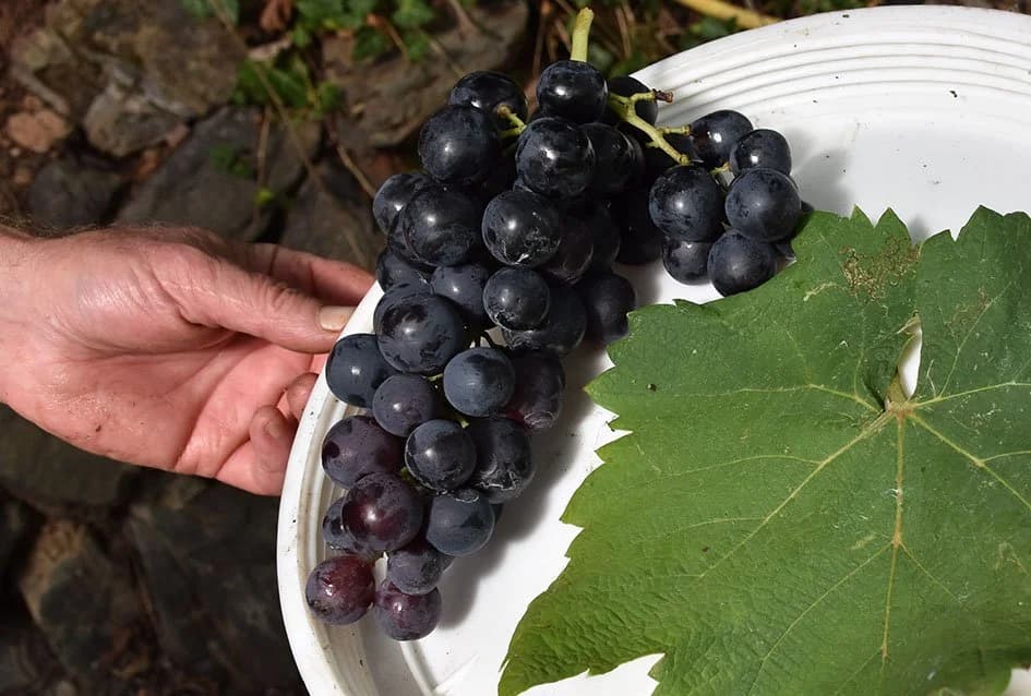 SLUČAJNI PRONALAZAK SORTE KOJA JE NESTALA U POŽEŠKIM VINOGRADIMA: Čokot volovine crne rađa na Sokolovcu
