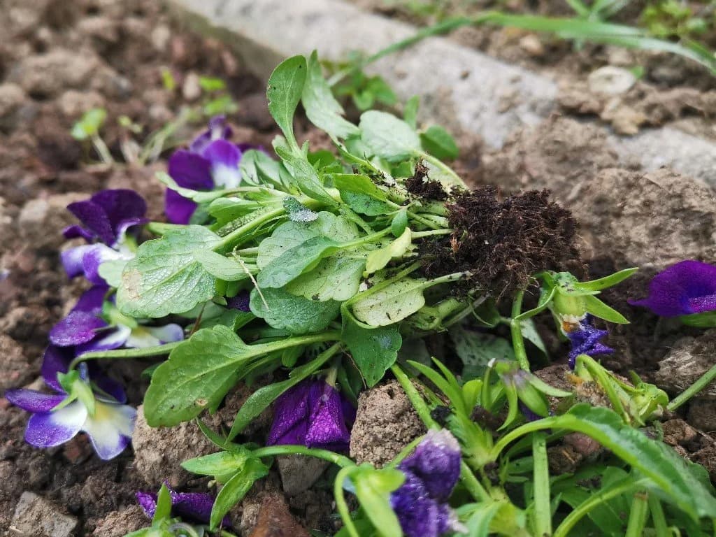 Komunalac sadi, vandali čupaju