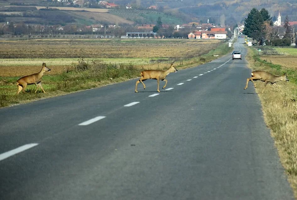 U nepunih mjesec dana 23 sudara vozila s životinjama na cestama