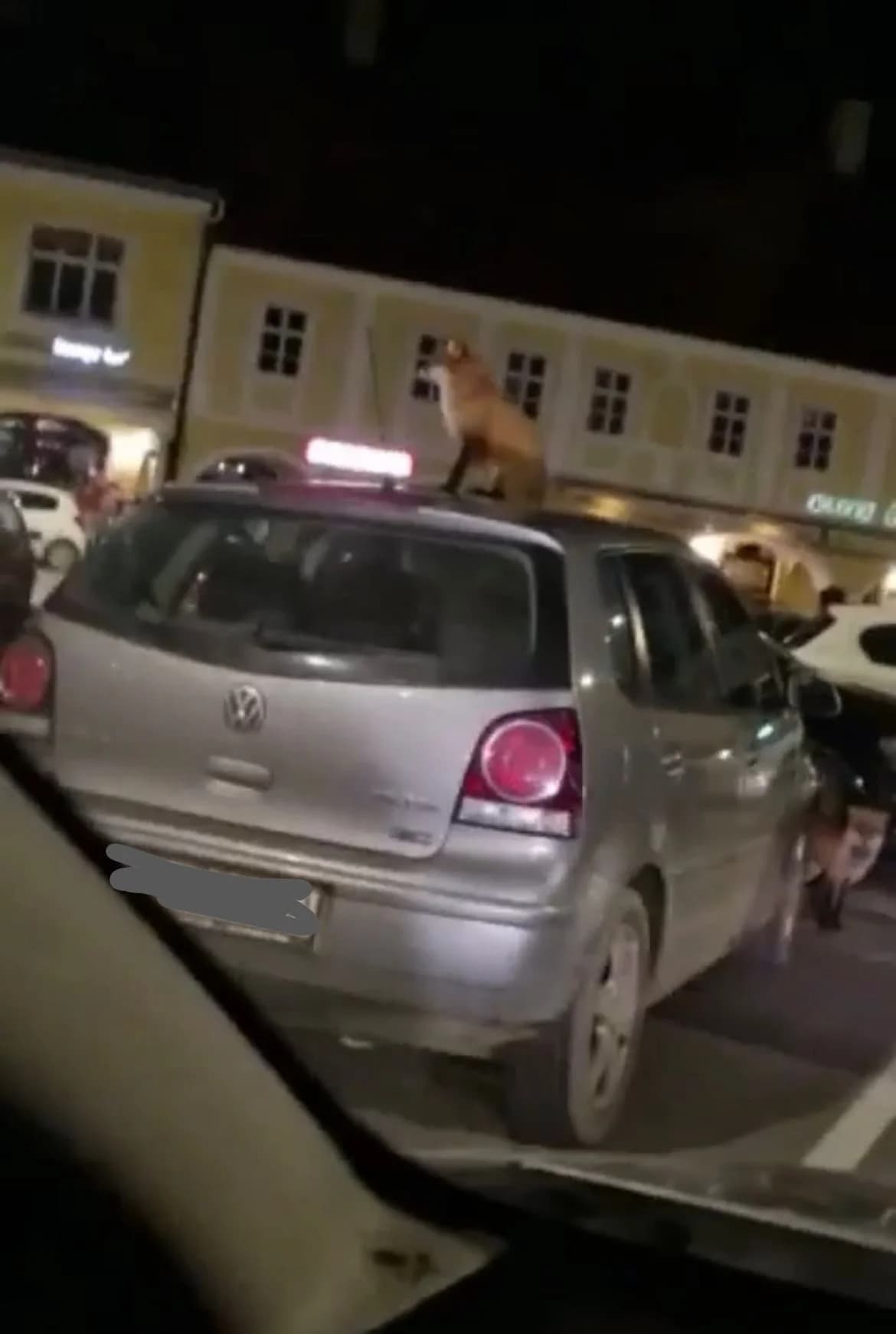 Dvije lije u centru Požege: Za bolji pogled jedna se popela na automobil