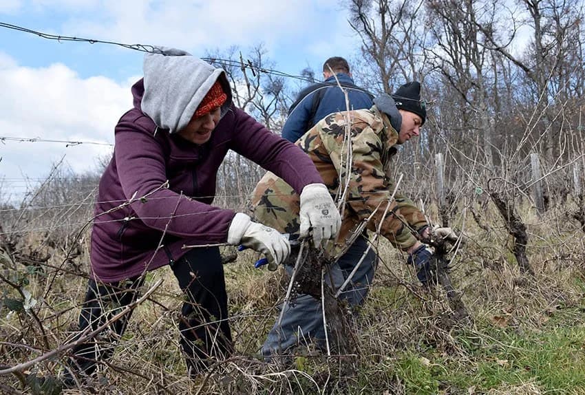 SVAKI POGODAN DAN RADNICI U VINOGRADIMA IVE ENJINGIJA: Rezidba loze u punom jeku [FOTO]