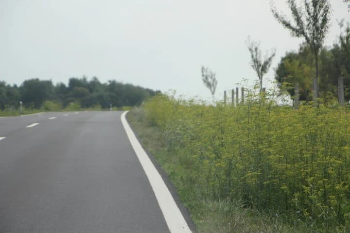 NEPOKOŠENE BANKINE: Džungla uz ivicu kolnika državne ceste ka Našicama /FOTO/