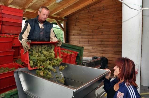 Berače Graševine ometa kiša i prekida posao /FOTO/