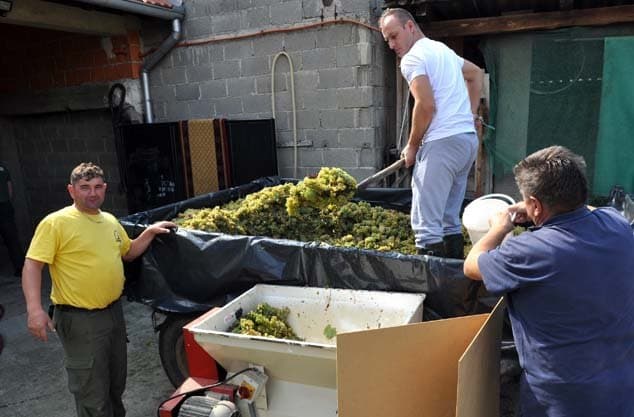 ZAVRŠENA BERBA U VINOGRADU SLAVKA PAMUKLIĆA NA SEOCIMA: Grožđe Graševine spremljeno u podrum /FOTO/