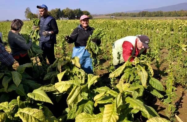 Neposredno prije kišnih kapi završena ovogodišnja berba duhana: "Suša je umanjila količine i kvalitetu" /FOTO/