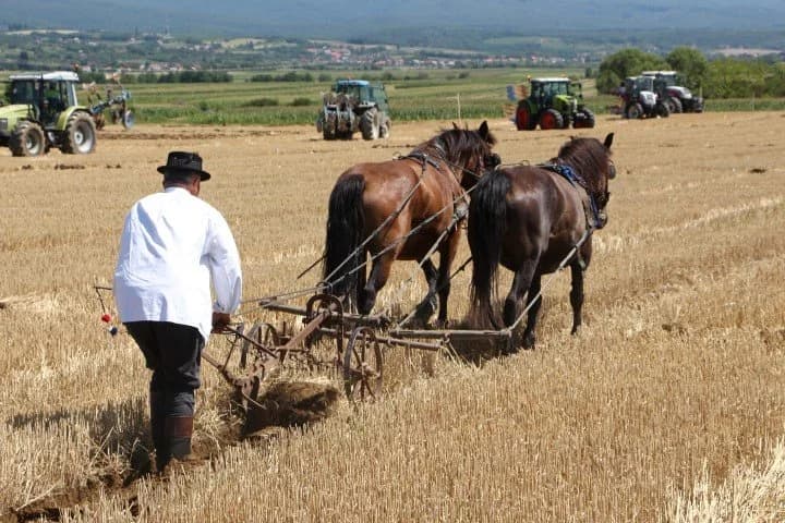 Uz Požegu opjevani su Sovski Dol, Pleternica, Kutjevo, Kaptol, Velika, Sesvete i Jakšić