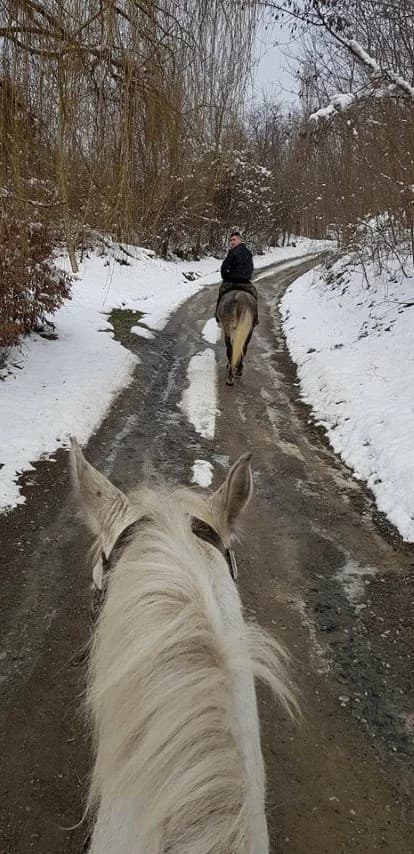 Zimska idila kao u starim vremenima: Lipicanerima prošli pleterničkim vinogradima /FOTO/