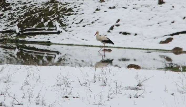 Vratile se rode: Iako je proljeće, dočekao ih friški snijeg i temperaturni minus /FOTO/
