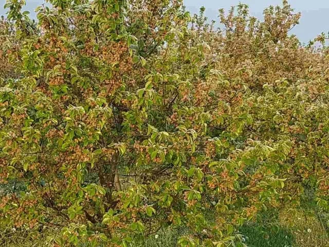 MRAZ I NISKE TEMPERATURE UČINILI SVOJE: Voćari i vinogradari zbrajaju štete, uništeno više od 80 posto uroda