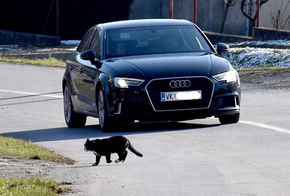 CRNA MAČKA PRESJEKLA VAM JE PUT: Što učiniti?