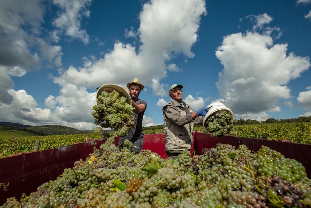 Doživite nezaboravno iskustvo berbe i zabave s ekipom u vinariji Kutjevo