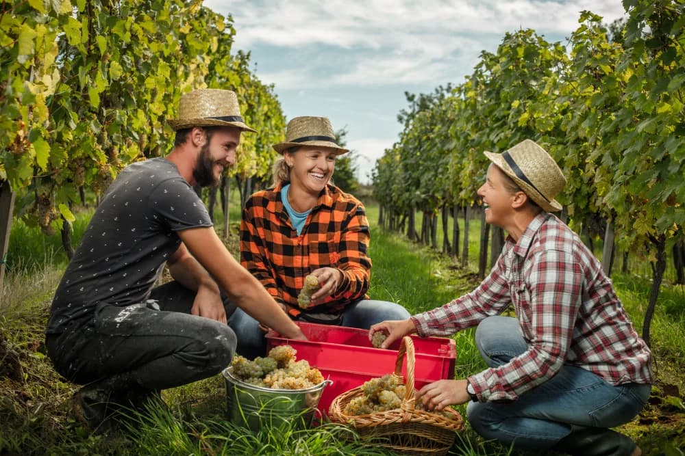 Doživite nezaboravno iskustvo berbe i zabave s ekipom u vinariji Kutjevo