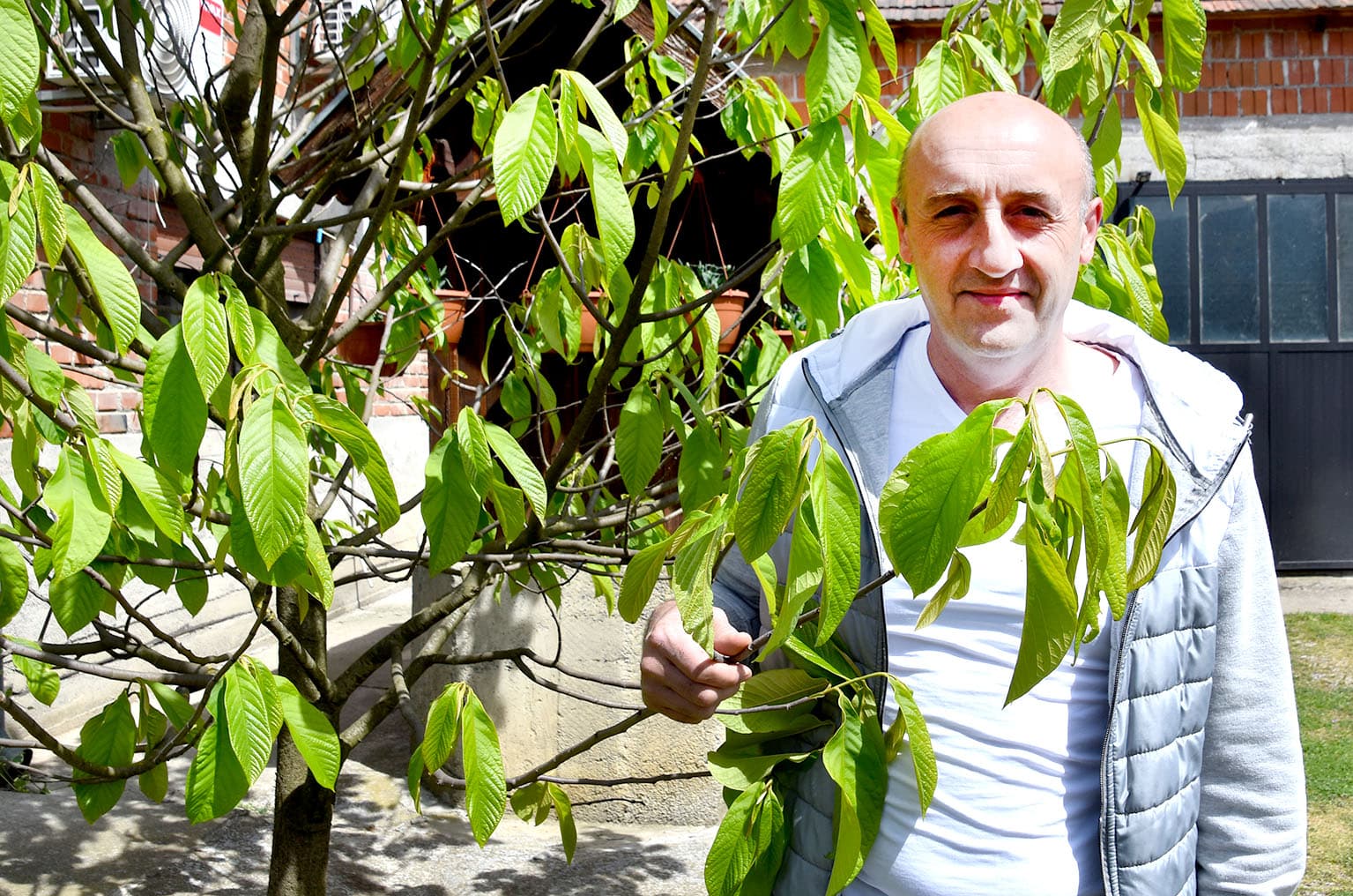 Slavonac dokazao da i banana može uspjeti u kontinentalnoj Hrvatskoj