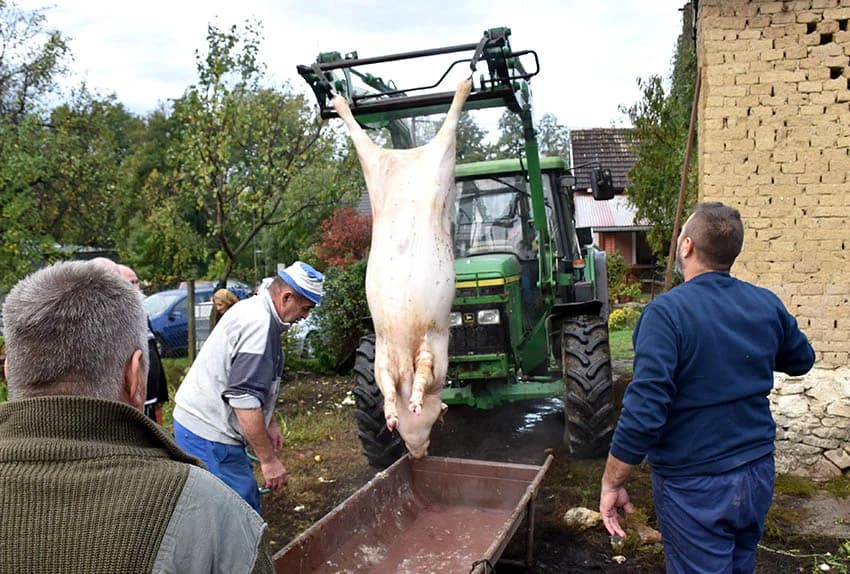 TRADICIONALNO SLAVONSKO KOLINJE U OBITELJI JAGEČIĆ IZ BIŠKUPACA: Toplo vrijeme nije dobro za meso