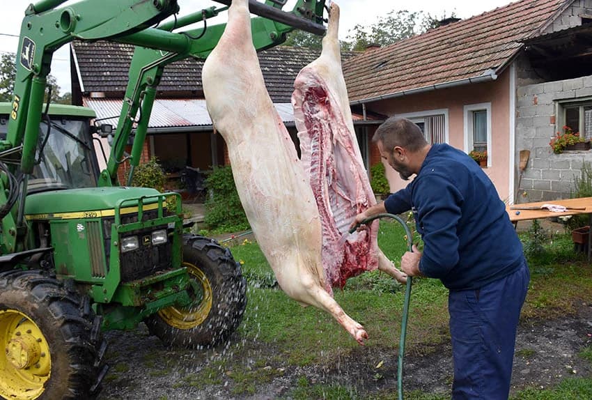 TRADICIONALNO SLAVONSKO KOLINJE U OBITELJI JAGEČIĆ IZ BIŠKUPACA: Toplo vrijeme nije dobro za meso