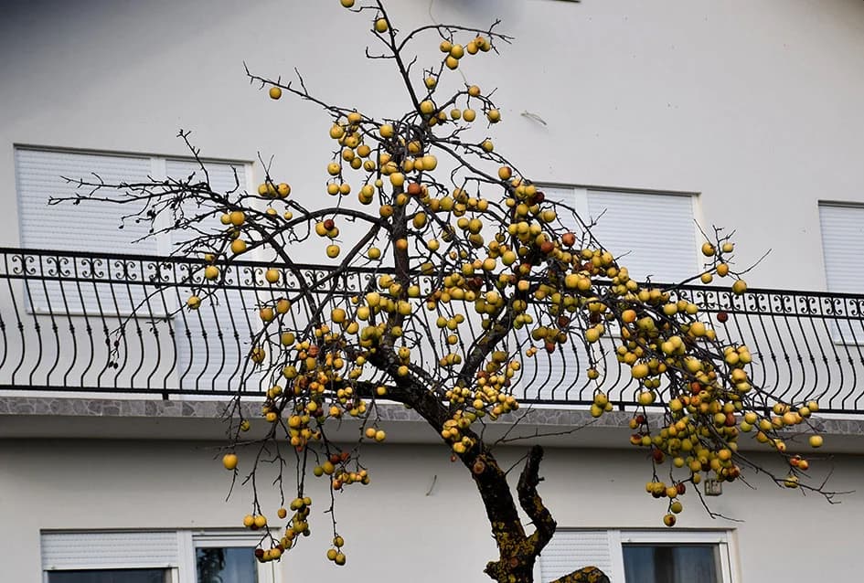 NEPREDVIDIVA PRIRODA: Ukras koji se samo poželjeti može