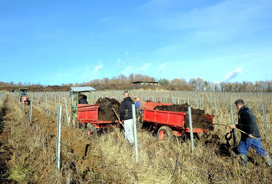 STOČARSKA PROIZVODNJA POZNATOG VINARA IVE ENJINGIJA IZ HRNJEVCA: ʼSve radimo i za ekološku gnojidbu vinogradaʼ