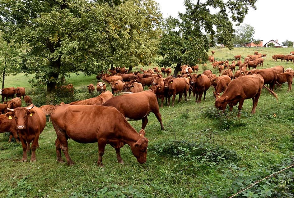 STOČARSKA PROIZVODNJA POZNATOG VINARA IVE ENJINGIJA IZ HRNJEVCA: ʼSve radimo i za ekološku gnojidbu vinogradaʼ