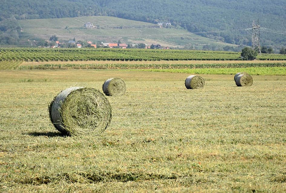 STOČARSKA PROIZVODNJA POZNATOG VINARA IVE ENJINGIJA IZ HRNJEVCA: ʼSve radimo i za ekološku gnojidbu vinogradaʼ