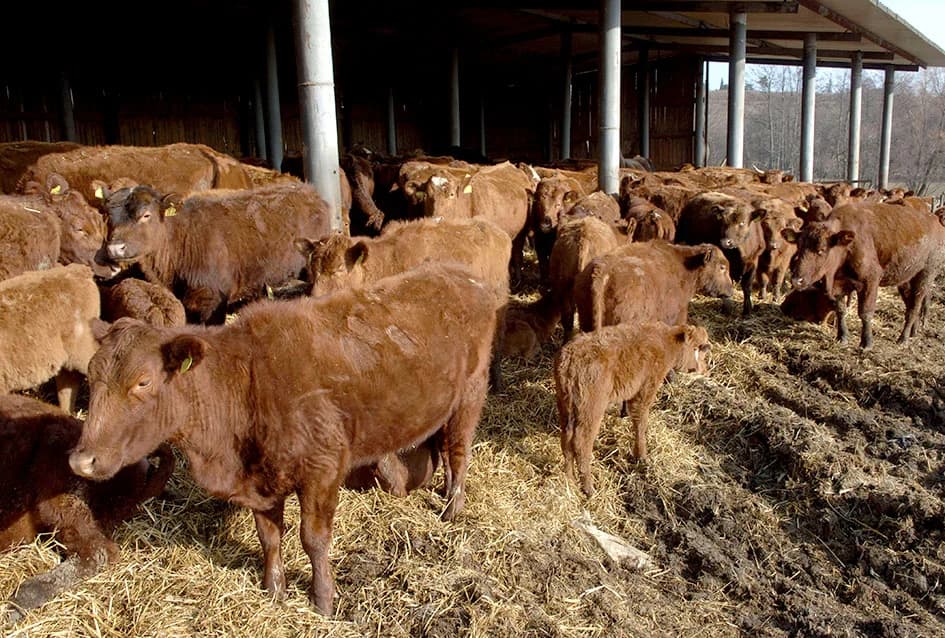STOČARSKA PROIZVODNJA POZNATOG VINARA IVE ENJINGIJA IZ HRNJEVCA: ʼSve radimo i za ekološku gnojidbu vinogradaʼ